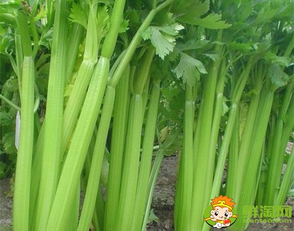 山東芹菜產地哪里有名，西芹哪里產的最好