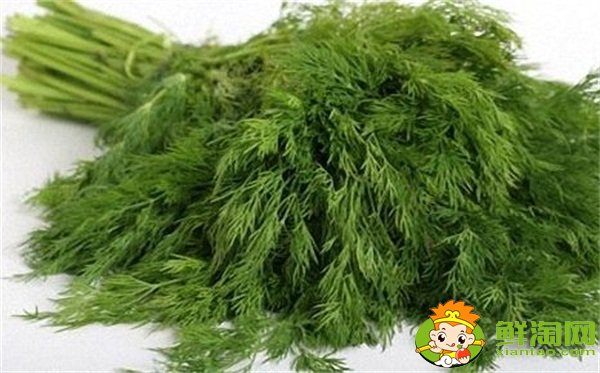 茴香菜長什么樣,茴香有幾種叫法