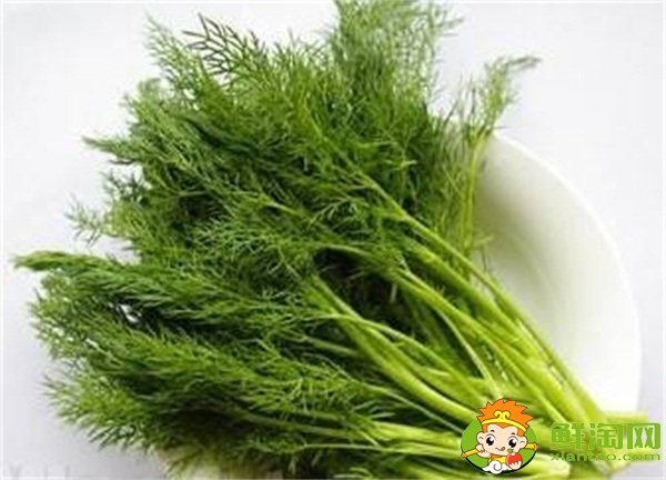 茴香菜長什么樣,茴香有幾種叫法
