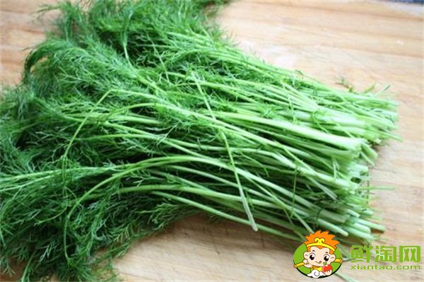 茴香菜長什么樣，茴香有幾種叫法