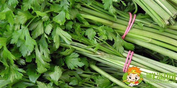 山東芹菜的主要產(chǎn)地在哪,芹菜基地哪里最便宜