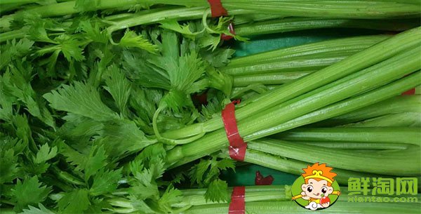 山東芹菜的主要產(chǎn)地在哪,芹菜基地哪里最便宜