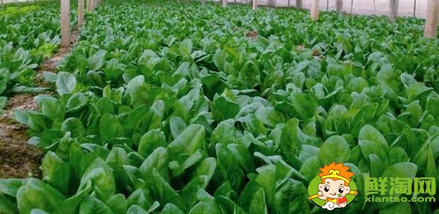 如何挑選菠菜，什么樣的菠菜好吃