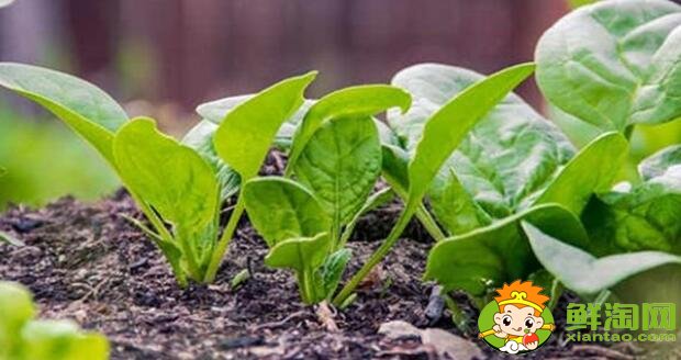 如何挑選菠菜,什么樣的菠菜好吃