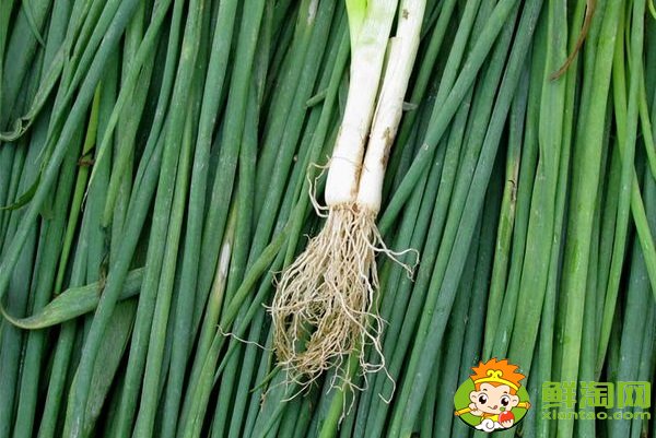 菠菜根色是什么顏色，蔥和菠菜的根有什么不同