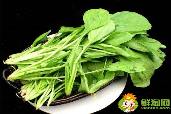 菠菜吃葉子還是莖，菠菜的營養都在根上嗎