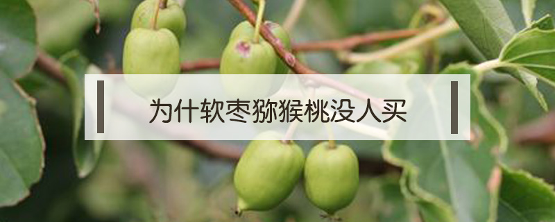為什軟棗獼猴桃沒人買