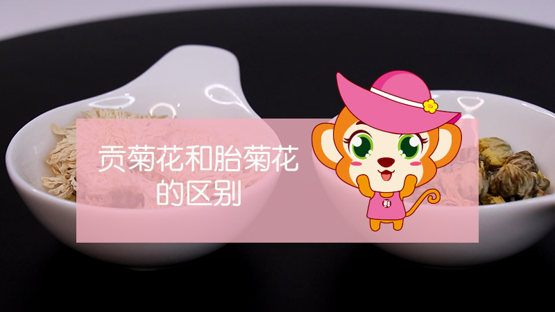 貢菊花和胎菊花的區(qū)別