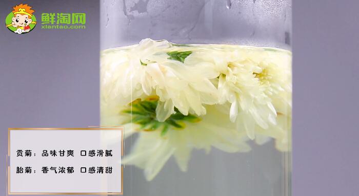 貢菊花和胎菊花的區(qū)別