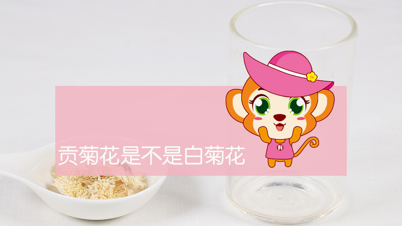 貢菊花是不是白菊花