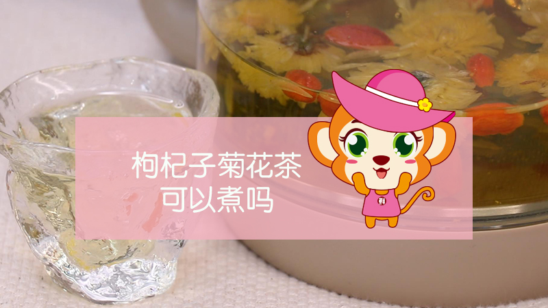 枸杞子菊花茶可以煮嗎