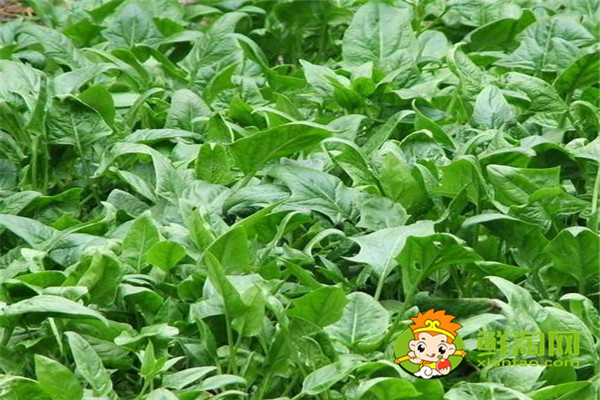 菠菜為什么不能放醬油，怎么挑選新鮮的菠菜