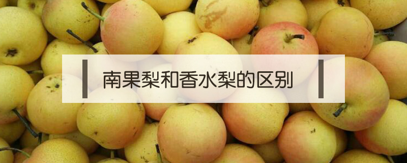南果梨和香水梨的區(qū)別