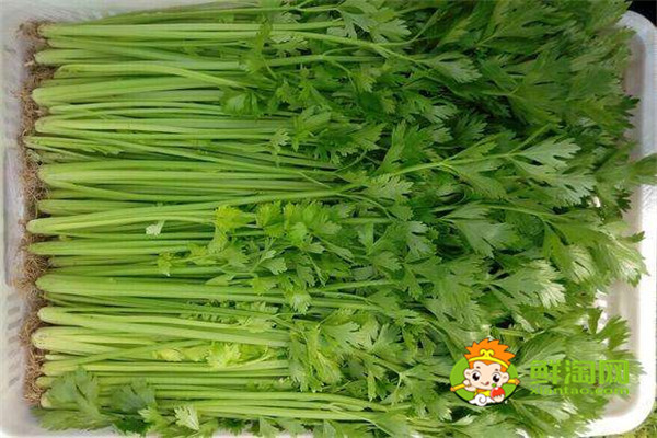 7種蔬菜更適合生吃，蔬菜生吃更有營養，廚房懶人必備