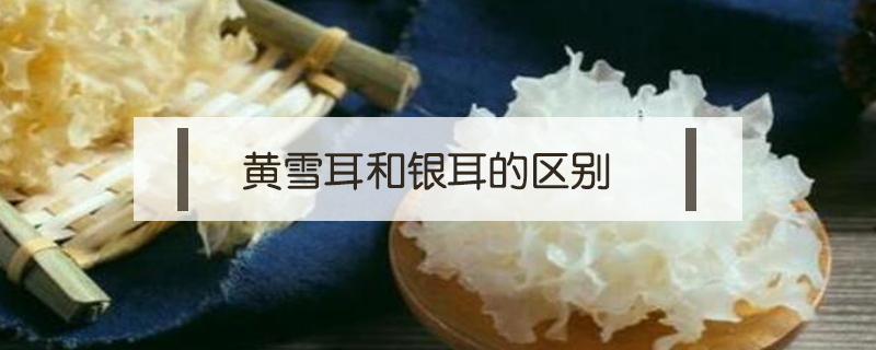 黃雪耳和銀耳的區別