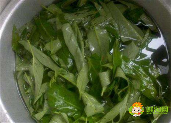 空心菜怎么擇菜，空心菜為什么不用刀切