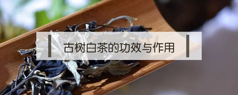 古樹白茶的功效與作用