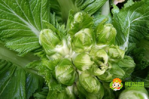 綠色的娃娃菜叫什么，原來還有這樣的娃娃菜
