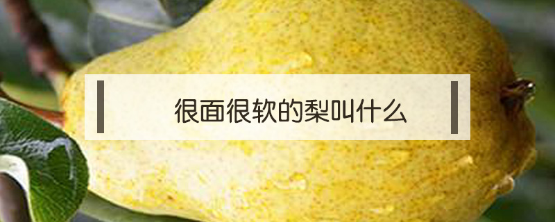 很面很軟的梨叫什么