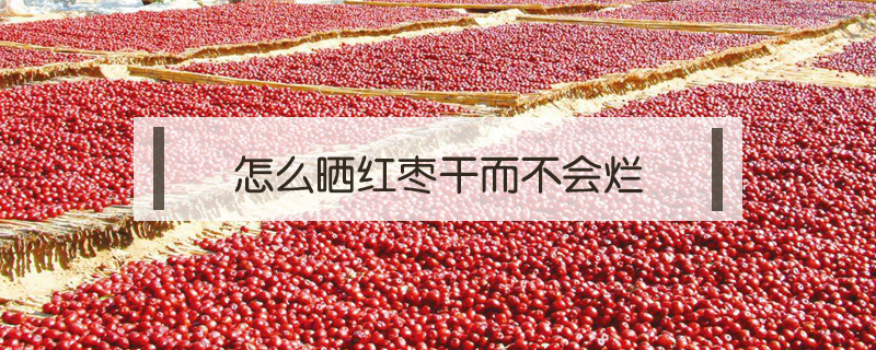 怎么曬紅棗干而不會爛