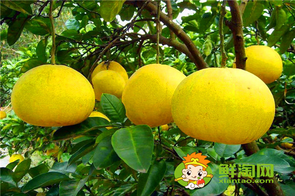 冬季吃柚子還是橙子好,柚子皮怎么做好吃