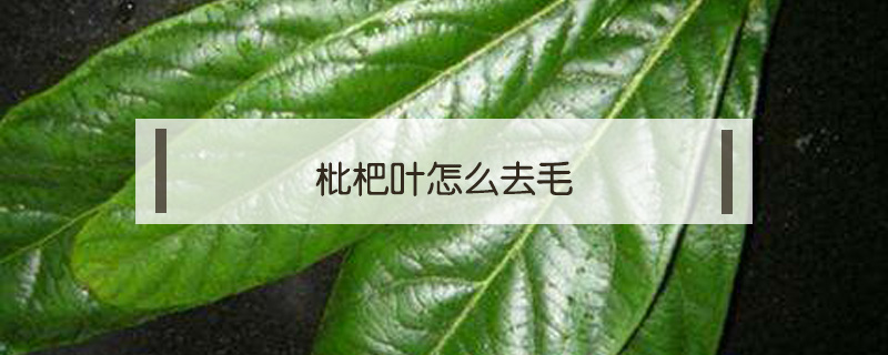 枇杷葉怎么去毛