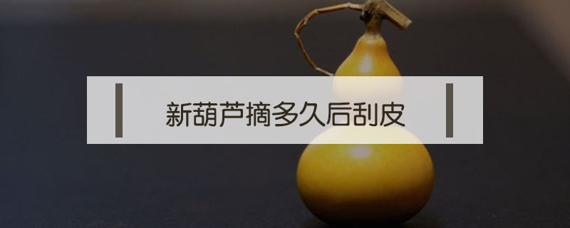 新葫蘆摘多久后刮皮