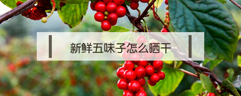 新鮮五味子怎么曬干
