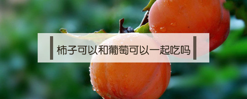 柿子可以和葡萄可以一起吃嗎