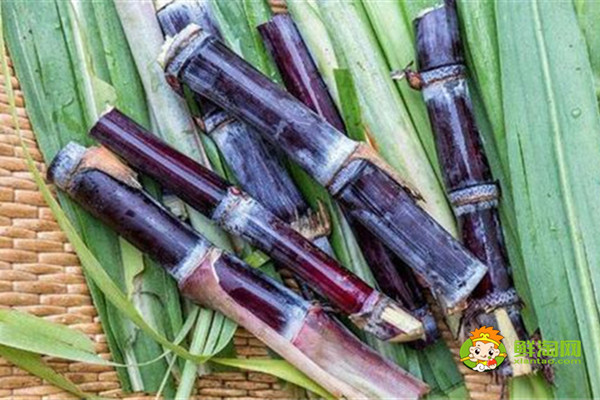 黑皮甘蔗是涼性還是熱性,黑皮甘蔗偏涼不適合體內(nèi)虛寒的人吃