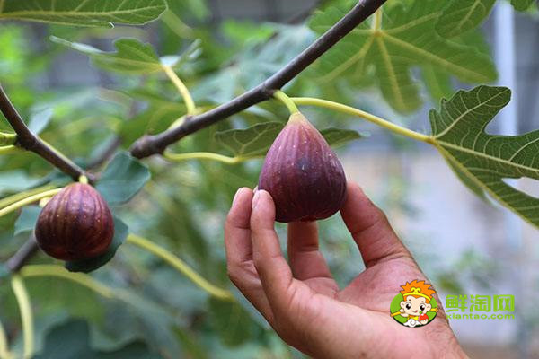 無花果在哪里生長，無花果生長與熱帶和溫帶地區(qū)