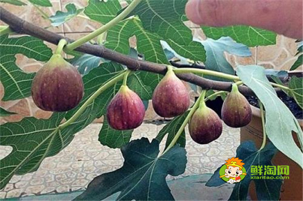 無花果在哪里生長,無花果生長與熱帶和溫帶地區(qū)