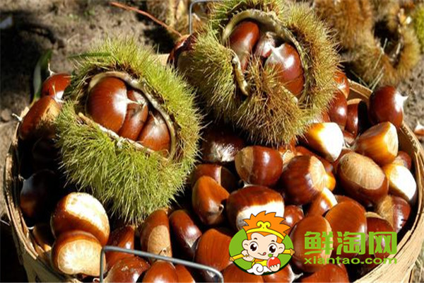減肥期間可以吃栗子嗎，栗子怎么吃補(bǔ)腎