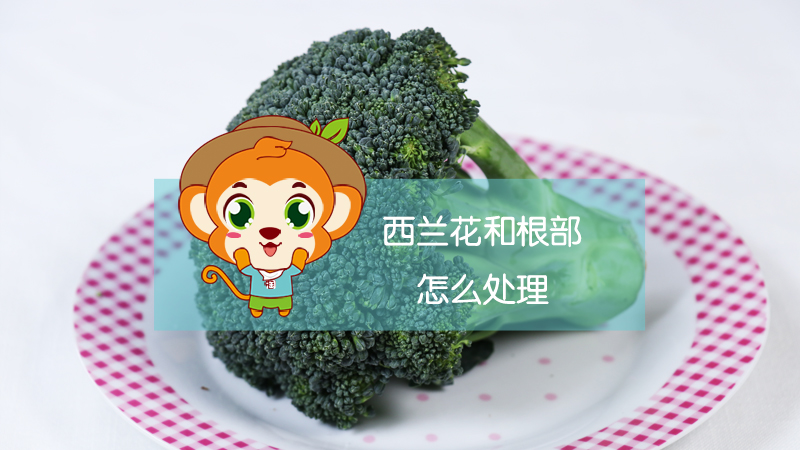 西蘭花和根部怎么處理