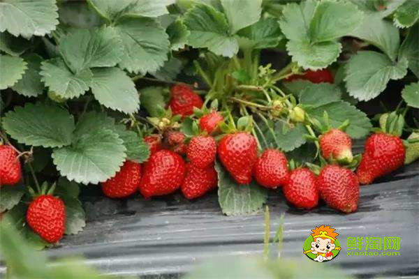 草莓是什么季節(jié)的水果,草莓是春夏季節(jié)的水果