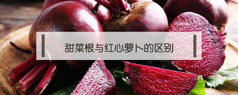 甜菜根是不是紅心蘿卜