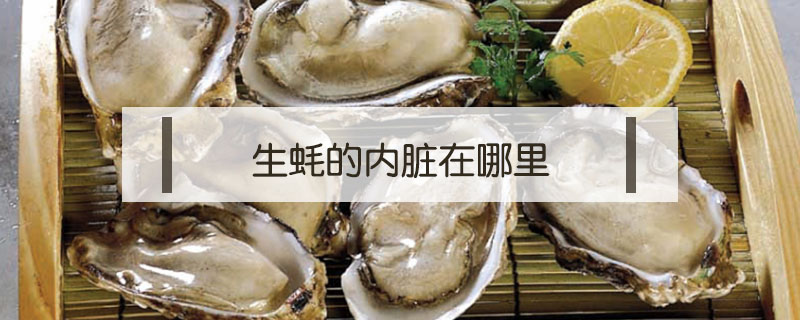 生蠔的內臟在哪里