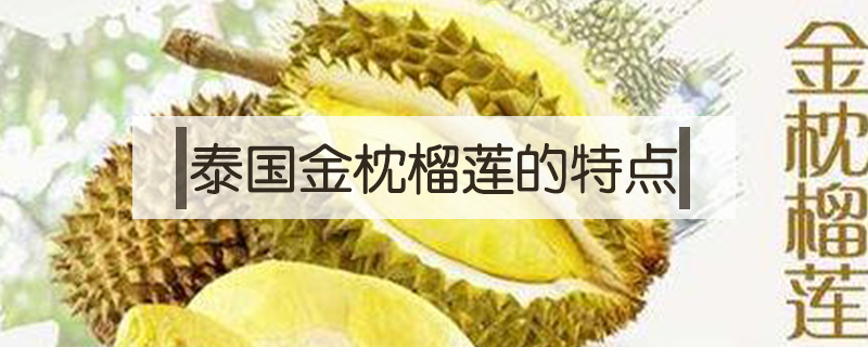 泰國金枕榴蓮的特點