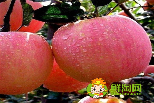 新紅星蘋果幾月成熟，紅星蘋果和紅富士蘋果哪個好