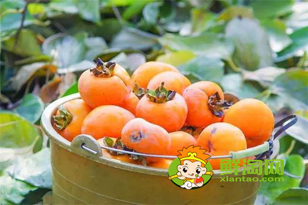 柿子怎么泡更甜更脆，柿子怎么吃好