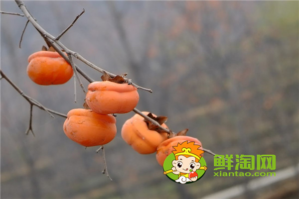 柿子怎么曬成柿子餅，硬柿子和軟柿子有什么區(qū)別