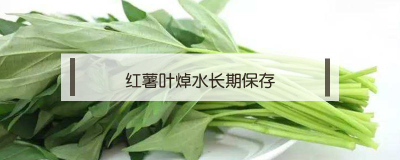 紅薯葉焯水長期保存
