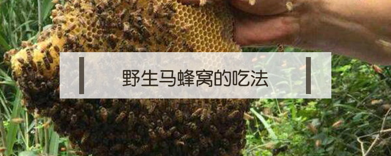 野生馬蜂窩的吃法