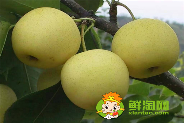 梨湯怎么保存，新鮮的梨子應該怎么保存