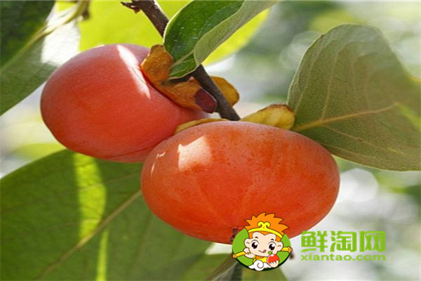 甜柿子吃多了會怎樣,買回來的柿子怎么保存