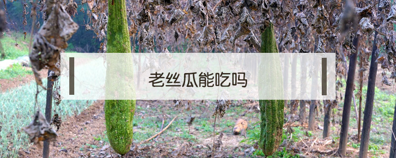 老絲瓜能吃嗎