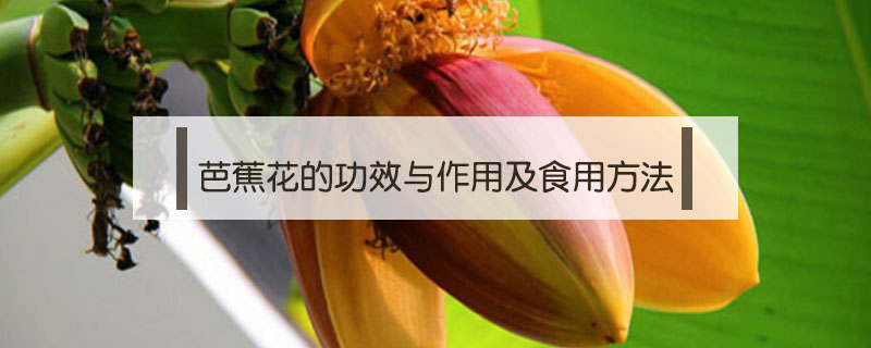 芭蕉花的功效與作用及食用方法