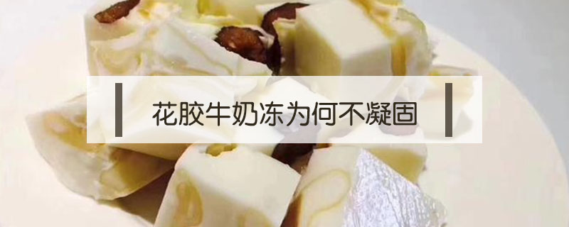 花膠牛奶凍為何不凝固