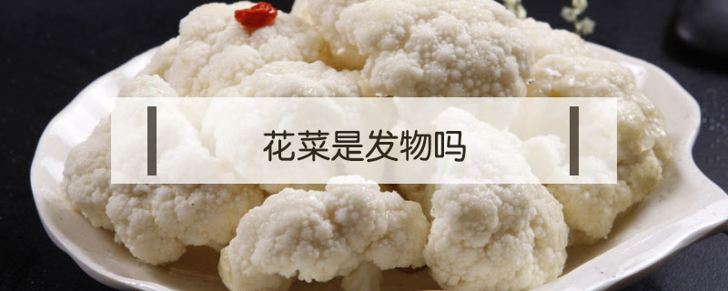 花菜是發(fā)物嗎