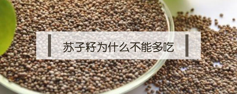 蘇子籽為什么不能多吃